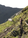 SX20602 Wouko hearding sheep on Crib-Goch, Snowdon.jpg